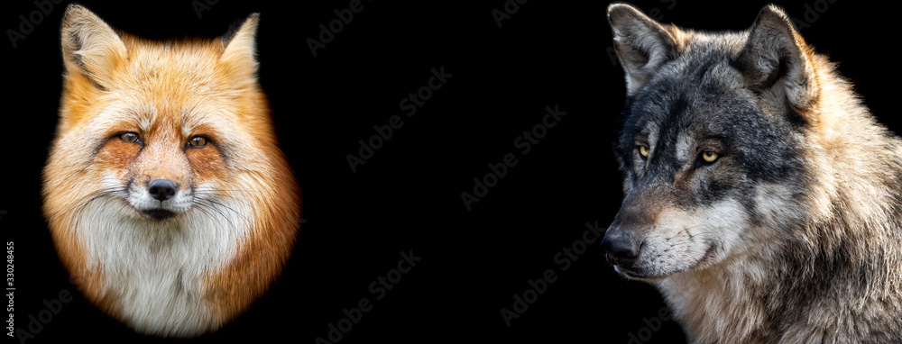 Canvas Prints template of red fox and wolf with a black background