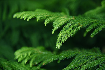 Leaf view with the point of dew