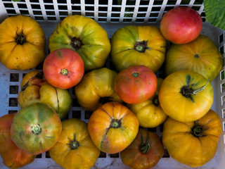 large green yellow pink tomato in white plastic box. Harvested vegetables harvested