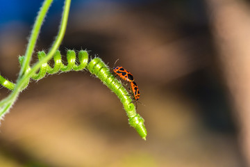 Pairless bugs inhabiting wild plants, macro close-up