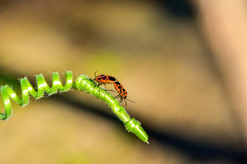 Pairless bugs inhabiting wild plants, macro close-up