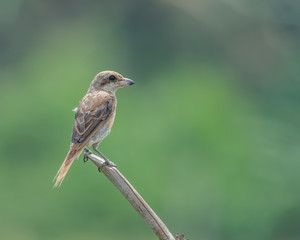 Close up of Brown Shrike (Lanius cristatus) perching with blurry background