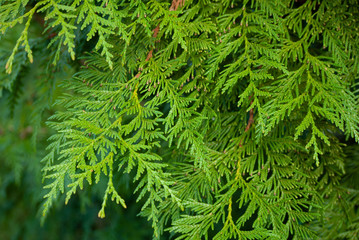 Thuja plicata, commonly called western red cedar or Pacific red cedar, is a species of Thuja, an...