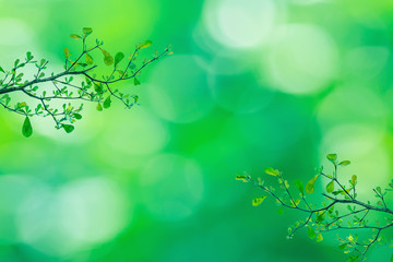 Twig with beautiful green leaves, blurred nature background