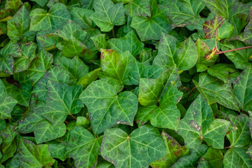 Fototapeta premium A wall of common ivy. Usable as a background or texture. Also known as European ivy, english ivy or ivy. (Hedera helix)