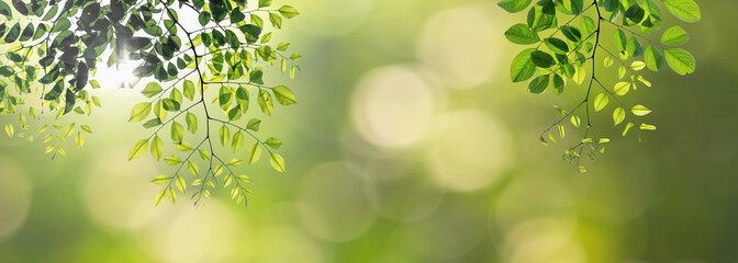 Twig with beautiful green leaves, blurred nature background
