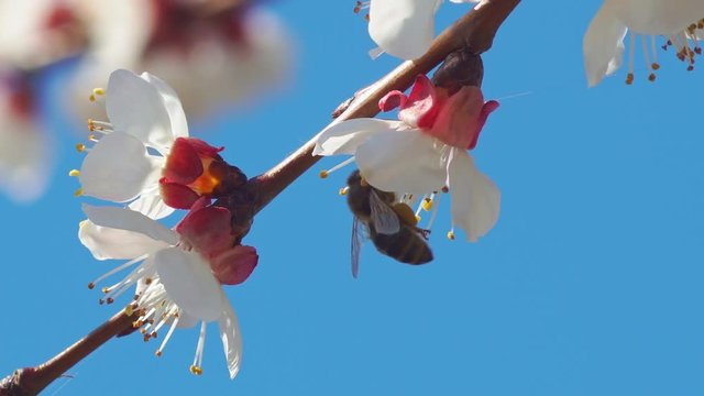 Bee on apricot flower with pollen in springtime. Spring and bloosom nature scene.