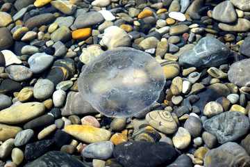 Medusa swims in the clear water of the Black sea. Warm coastal waters are a favorable environment for small jellyfish.