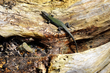 Lizards are very fond of basking in the sun. A sand lizard sits on a log. It lives along The black sea coast.