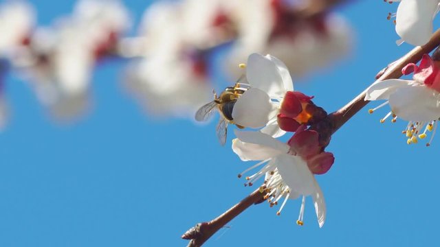 Bee on apricot flower with pollen in springtime. Spring and bloosom nature scene.