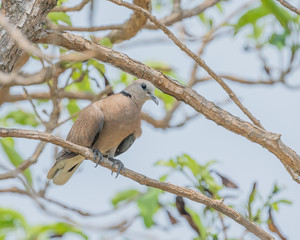Red collared Dove female (Streptopelia tranquebarica) perching on a tree branch