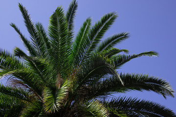 Fototapeta na wymiar palm branches against the blue sky.