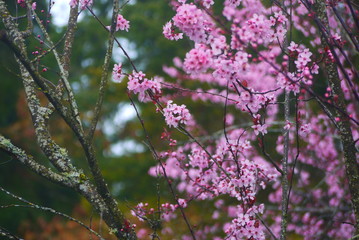 Close up spring cherry blossom tree in spring season.