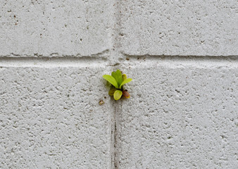 ブロック塀の隙間から生える植物