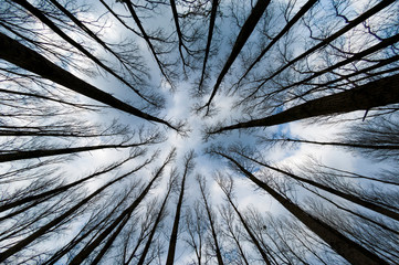 Baumgerippe eines abgestorbenen Waldes in der Froschperspektive