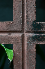 ブロック塀の隙間から飛び出ている植物の葉