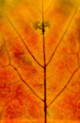 Autumn Leaves Macro Abstract