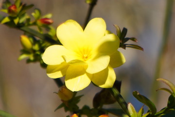 ウンナンオウバイ