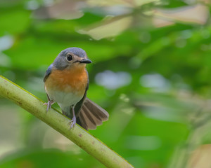 Indochinese Blue Flycatcher female (Cyornis sumatrensis) perching on a tree branch
