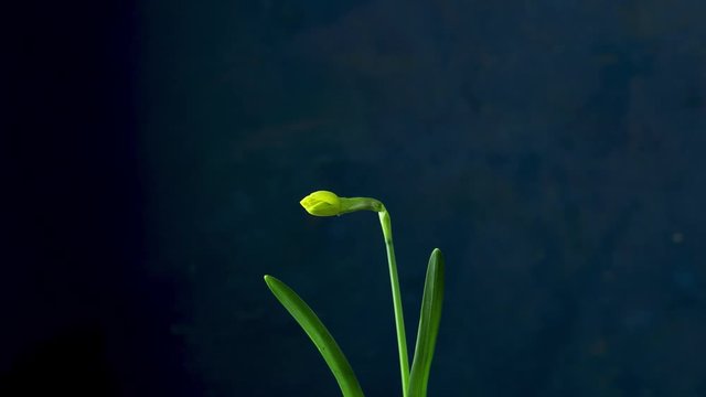 Daffodil narcissus blooming time lapse cut out, classic blue background. 4K video. Spring Easter Daffodil Flowers Growing and Blooming in Time Lapse. Narcissus Greeting card with copy space for you te