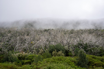 Kanaren La Gomera im Frühling