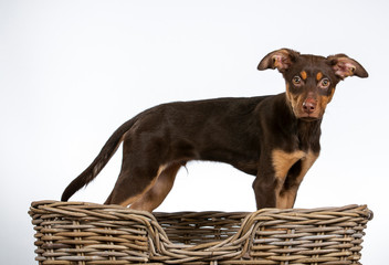 Australian kelpie puppy dog posing in a studio with white background. © Jne Valokuvaus