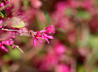 Photo beautiful spring flowers on a sunny day