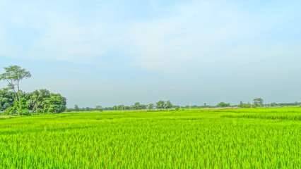 green field and blue sky