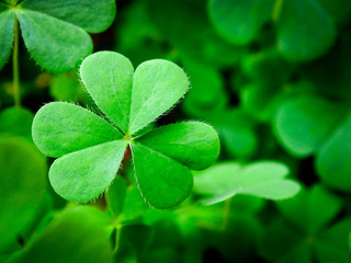 Close Up shamrock on a green background, Clover for St.patrick's day celebration holiday symbol