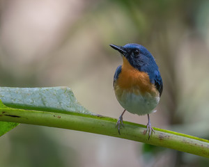 Indochinese Blue Flycatcher (Cyornis sumatrensis) perching on a tree branch