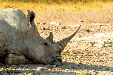 portrait of resting male of white rhinoceros Khama Rhino Sanctuary reservation, endangered species of rhino, Botswana wildlife, Wild animal in the nature habitat. Africa safari