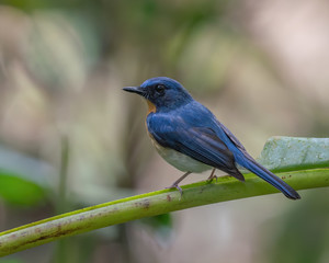 Obraz premium Indochinese Blue Flycatcher (Cyornis sumatrensis) perching on a tree branch