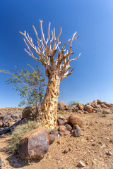 Aloidendron dichotomum, Aloe dichotoma, the quiver tree or kokerboom, species of succulent plant,...
