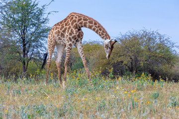 Naklejka na ściany i meble South African giraffe, cute portrait of wild animal feeding from ground, Khama rhino sanctuary, Botswana safari wildlife