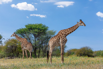 two south African giraffe, cute portrait of wild animal, Khama rhino sanctuary, Botswana safari wildlife