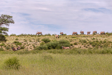 Gemsbok, herd of Oryx gazella walking on dune in Kalahari, green desert after rain season....