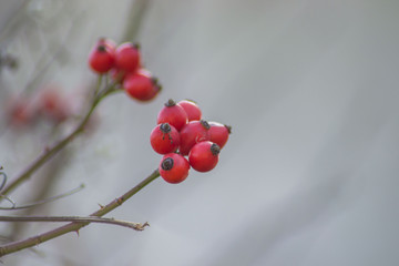 Small red rosehip fruit, selective focus, natural background, wintertime fruits for herbal treatment, close-up