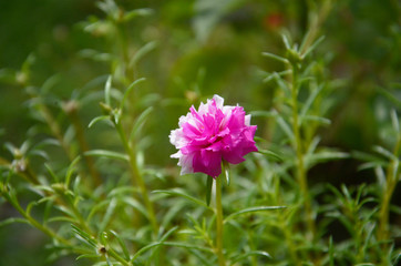 Obraz premium moss rose two color