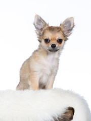 Cute chihuahua portrait. Image taken in studio with white background.