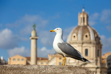 Seagull in the center of Rome
