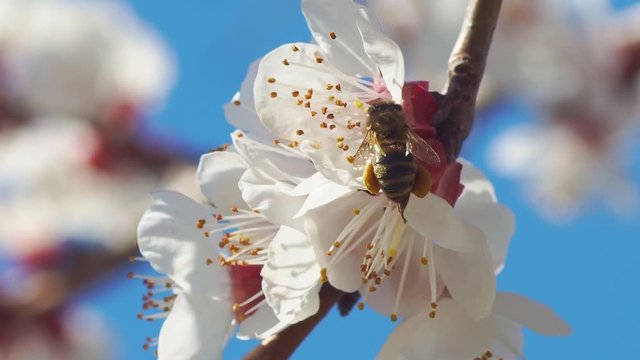 Bee on apricot flower with pollen in springtime. Spring and bloosom nature scene.