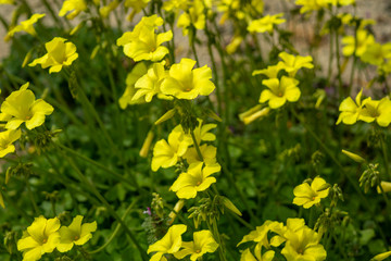 黄色いオオキバナカタバミの花