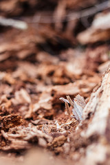 le bois est toujours de l'art