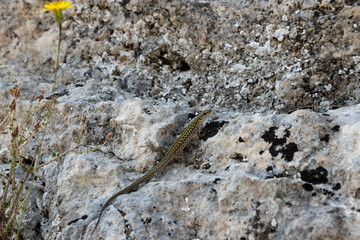 Lizard on the rock