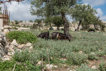 Goats grazing in Sicily