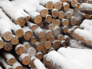 A pile of forest pine logs under snowfall.