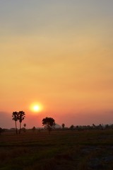 Naklejka premium Sunset with golden yellow sky at fields and palm trees