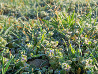 The first spring flowers in the rays of the rising sun, macro. Hoarfrost on the grass, close-up, background and space for text.