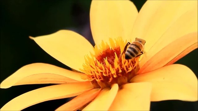 bee on yellow flower on black, macro