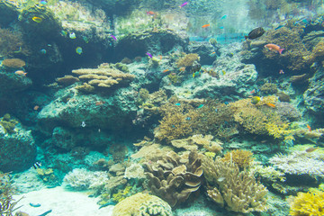 Coral reef aquarium tank for background. Amazing colorful saltwater aquarium.